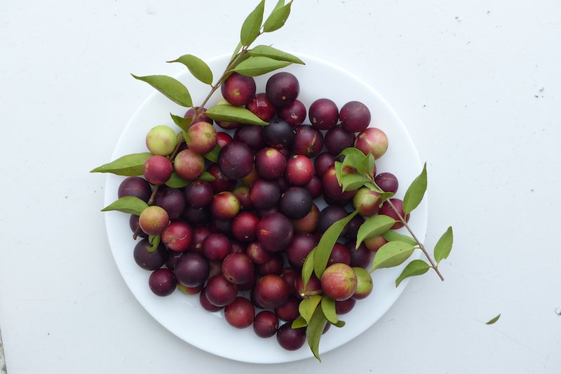 camu camu, fruit riche en vitamine c
