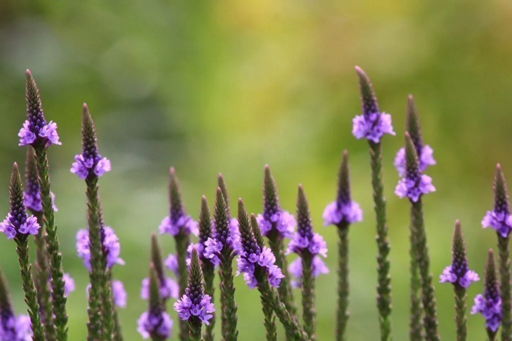 verveine-officinale-maigrir