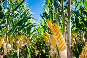 Quand souci de l'environnement rime avec bienfaits pour la santé