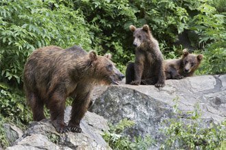 Le grizzly pourrait aider dans la recherche contre le diabète..