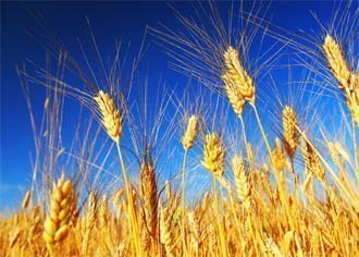 Régime sans gluten : préjudiciable pour la santé ?