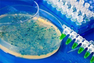 Un lien étroit entre les antibiotiques et l'obésité