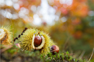 Nutrition : démarrez l’automne avec la châtaigne