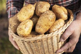 La pomme de terre : un remède contre l’obésité ?
