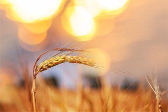 mainpic-manger-des-cereales-aide-a-lutter-contre-les-maladies-cardiovasculaires