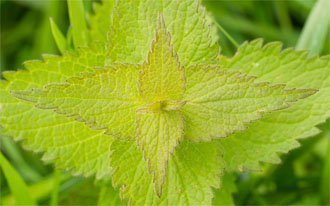 Diabète : une plante utilisée par les chamanes pourrait aider