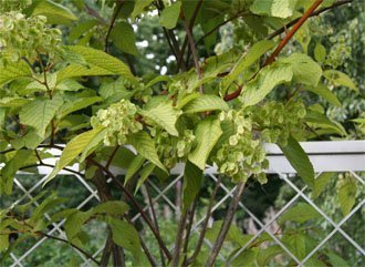 mainpic-la-vigne-du-tonnerre-divin-une-plante-contre-le-surpoids-et-lobesite