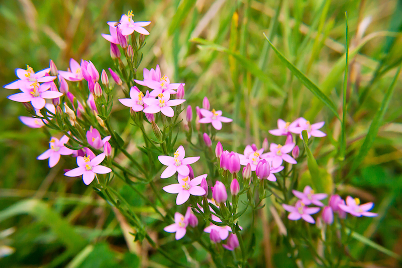 La petite centaurée est l'une des meilleures plantes pour grossir