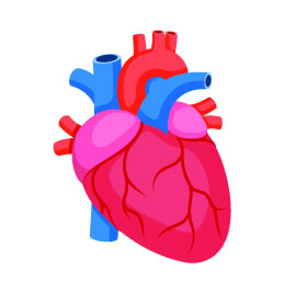 le sport développe le coeur