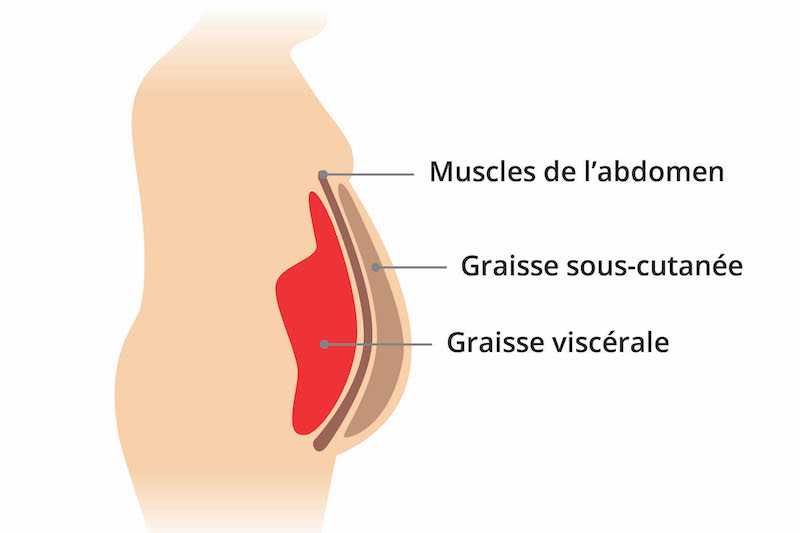 Les graisses viscérales : cachées mais dangereuses