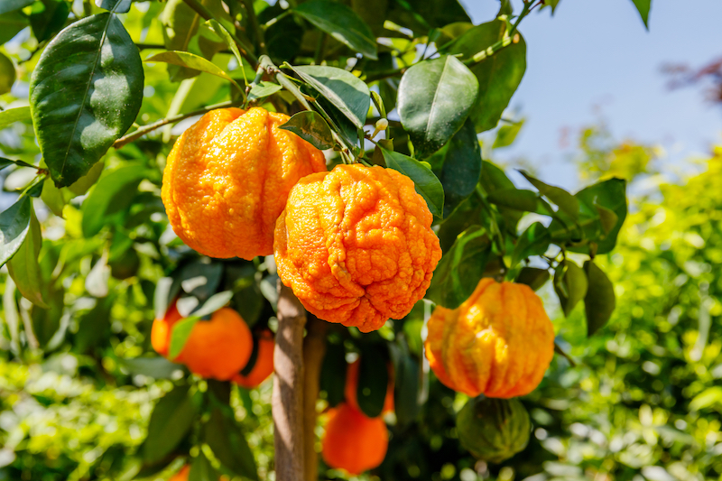 l'orange amère, un excellent coupe-faim