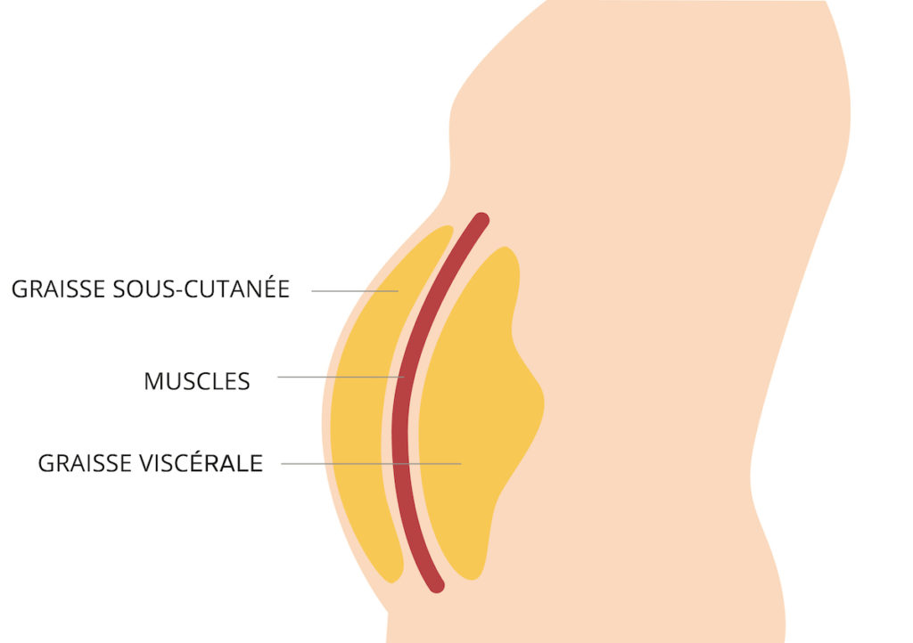 graisse sous-cutanée dans le corps humain