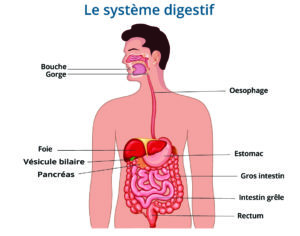 systeme digestif