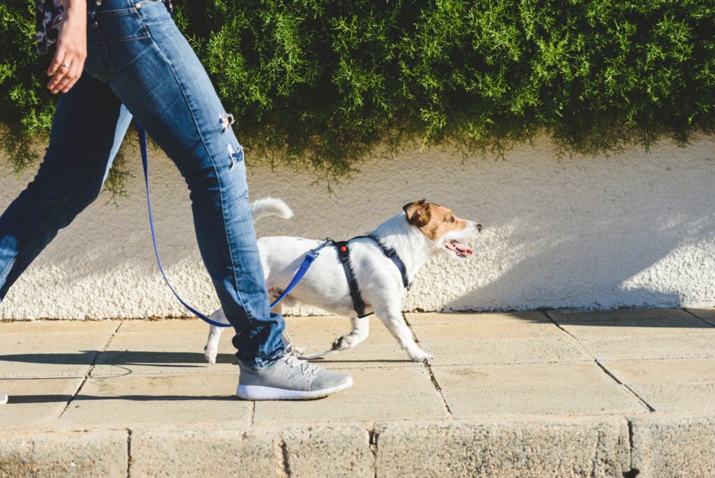 Boire, en soi, ne fait pas maigrir. Mais s’hydrater correctement agit sur certains facteurs de la perte de poids et permet de rester en bonne santé : • S’il on mise sur le sport comme un allié minceur, il est primordial de compenser la perte hydrique associée à l’exercice physique. • Les récepteurs cérébraux de la faim et la soif étant les mêmes, de nombreuses personnes confondent les deux sensations et mangent au lieu de boire. • Boire régulièrement permet de drainer les déchets métaboliques, nuisibles à l’amaigrissement. • Parfois, le surpoids est dû à une rétention d’eau. Or cette dernière est accentuée par la déshydratation. Ainsi, boire suffisamment est indissociable d’une perte de poids. L’hydratation doit se faire principalement à base d’eau (environ 8 verres par jour), mais on peut compléter ces apports par une consommation de boissons drainantes, à l’instar du thé vert et des infusions de plantes. Conseil no2 : Manger davantage de fruits et légumes La majorité des Français sont carencés en fibres. Pourtant, il est prouvé qu’un fort apport alimentaire en fibres est positivement corrélé avec un poids stable. Ainsi, pour assurer cet apport, rien ne vaut une consommation quotidienne et suffisante de fruits et légumes. Ces derniers doivent d’ailleurs, qu’on souhaite perdre du poids ou non, être majoritaires dans le bol alimentaire. Pour maigrir en 7 jours, il est donc souhaitable de composer ses assiettes de légumes de saison, en veillant à varier les variétés, et d’opter pour les fruits en guise de dessert ou de collation. Les avantages sur le poids ? Les fibres sont rassasiantes et boostent le transit, les vitamines et minéraux des fruits et légumes sont essentiels pour éviter fatigue et faiblesse immunitaire et enfin, ils sont peu caloriques. Veillez à varier les modes de préparation (crus, vapeur, étuvée, sautés) pour profiter pleinement de leurs qualités nutritives et gustatives. Conseil no3 : Marcher quotidiennement