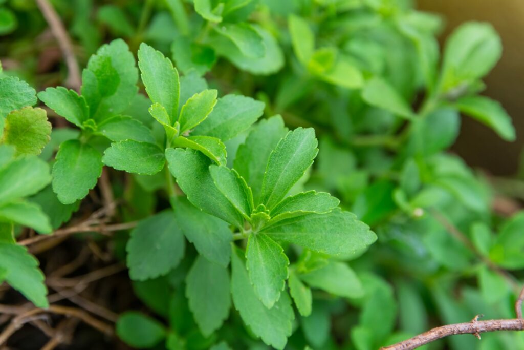 stevia-santé-plante